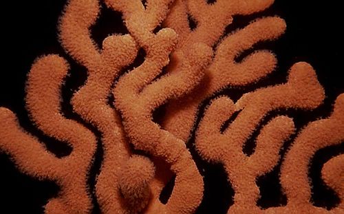 Sinuous sea fan